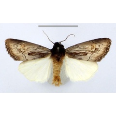 /filer/webapps/moths/media/images/G/glaucescens_Aspidifrontia_AM_BMNH.jpg