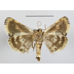 /filer/webapps/moths/media/images/W/whalbergi_Acontia_A_MGCLb_01.JPG