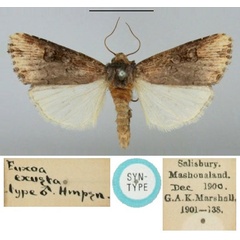 /filer/webapps/moths/media/images/E/exusta_Micragrotis_ST_BMNH.jpg