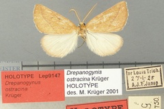 Drepanogynis ostracina