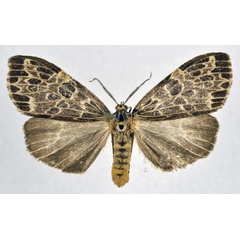 /filer/webapps/moths/media/images/L/laportei_Galtara_AF_NHMO.jpg
