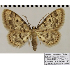 /filer/webapps/moths/media/images/D/damadensis_Idaea_AF_ZSM_02.jpg