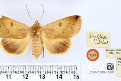 Hypanua xylina