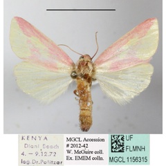 /filer/webapps/moths/media/images/L/leucosticta_Timora_A_MGCLa_01.JPG