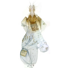 /filer/webapps/moths/media/images/T/tonkpiensis_Thubdora_GFHT_SDEI.jpg