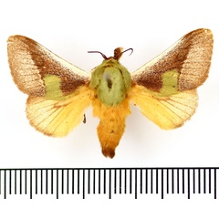 /filer/webapps/moths/media/images/I/intermissa_Stroter_AM_BMNH.jpg