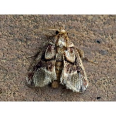 /filer/webapps/moths/media/images/U/unilineata_Zinara_A_Voaden_02.jpg
