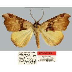 /filer/webapps/moths/media/images/N/noel_Marcipa_HT_MNHN.jpg