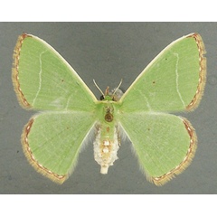 /filer/webapps/moths/media/images/L/leucospilata_Comibaena_AF_TMSA_02.jpg