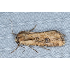 /filer/webapps/moths/media/images/S/strigibasis_Micragrotis_A_Heyns_02.JPG