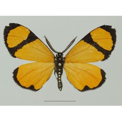 /filer/webapps/moths/media/images/N/niphanda_Terina_AM_Basquin_04a.jpg