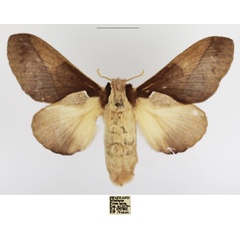 /filer/webapps/moths/media/images/A/aculeata_Stoermeriana_AF_TMSA_01.jpg