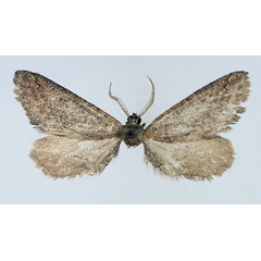 /filer/webapps/moths/media/images/H/hamata_Hebdomophruda_AM_TMSA_01.jpg