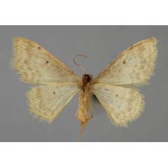 /filer/webapps/moths/media/images/G/griveaudi_Idaea_A_ZSM_02.jpg