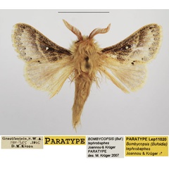 /filer/webapps/moths/media/images/T/tephrobaphes_Bombycopsis_PTM_TMSA.jpg