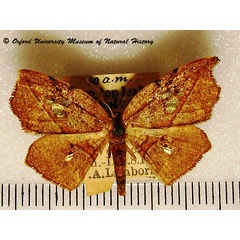 /filer/webapps/moths/media/images/M/miserrima_Spidia_A_OUMNH_01.jpg