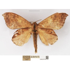 /filer/webapps/moths/media/images/I/ituria_Leipoxais_AF_NHMUK.jpg