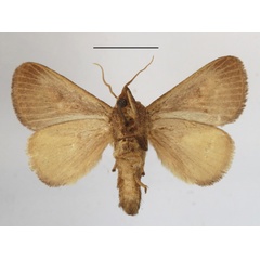 /filer/webapps/moths/media/images/U/uelleburgensis_Tryphax_A_MGCLb_01.JPG
