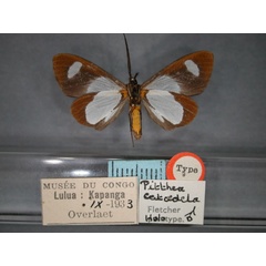 /filer/webapps/moths/media/images/C/catadela_Pitthea_HT_RMCA_02.jpg