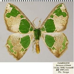 /filer/webapps/moths/media/images/V/viridimacula_Archichlora_AM_ZSM.jpg