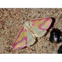 /filer/webapps/moths/media/images/L/leucosticta_Timora_A_Roland_18.jpg