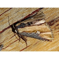 /filer/webapps/moths/media/images/P/pulchra_Cetola_A_Roland_01_x9DTptg.jpg