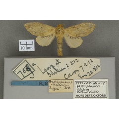 /filer/webapps/moths/media/images/I/idakum_Wierdonia_HTF_OUMNHa_01.jpg