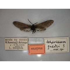 /filer/webapps/moths/media/images/G/gaedei_Astyloneura_HT_RMCA_02.jpg