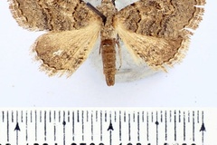 Tytroca fasciolata