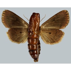 /filer/webapps/moths/media/images/A/australis_Carelis_PTF_MNHNb.jpg