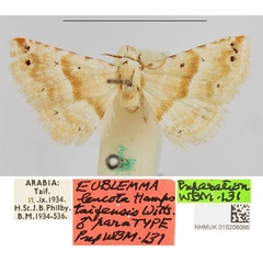 /filer/webapps/moths/media/images/T/taifensis_Eublemma_PTM_NHMUK.jpg