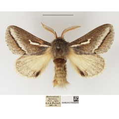 /filer/webapps/moths/media/images/M/marshalli_Sena_AM_NHMUK_01.jpg