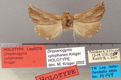 Drepanogynis xylophanes