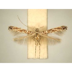 /filer/webapps/moths/media/images/C/crotoniphila_Stomphastis_PT_TMSA6028.jpg