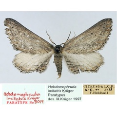 /filer/webapps/moths/media/images/I/imitatrix_Hebdomophruda_PTM_TMSA_02.jpg