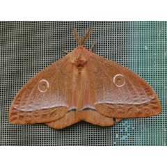 /filer/webapps/moths/media/images/A/aurantiaca_Bunaeopsis_A_Voaden_CAR.jpg