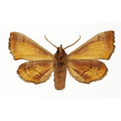 /filer/webapps/moths/media/images/P/paulianii_Gynoeryx_AM_Basquin_02.jpg