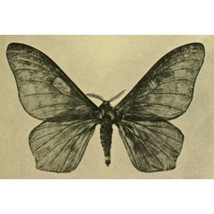 /filer/webapps/moths/media/images/B/butyrospermi_Cirina_HT_Vuillet_1911_2.jpg