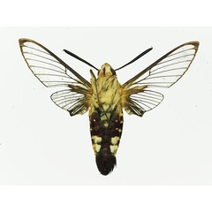 /filer/webapps/moths/media/images/V/virescens_Cephonodes_AM_Basquin_05b.jpg