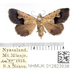 /filer/webapps/moths/media/images/A/arvorum_Baniana_AF_BMNH_01.jpg