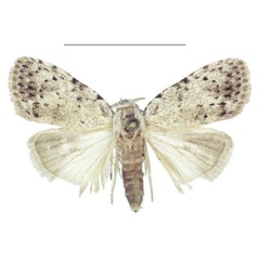 /filer/webapps/moths/media/images/M/magnisignata_Ezishnola_PTM_ANHRT_02.jpg