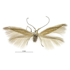 /filer/webapps/moths/media/images/E/elegans_Coleophora_PTF_ZMHB.jpg