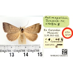/filer/webapps/moths/media/images/M/magalium_Antarchaea_AT_BMNH.jpg