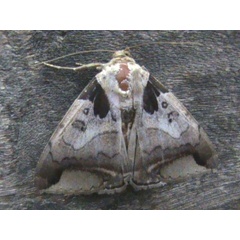 /filer/webapps/moths/media/images/I/indicabilis_Achaea_A_Guyonnet.jpg