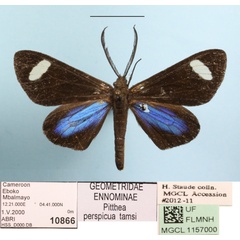 /filer/webapps/moths/media/images/P/perspicua_tamsi_Pitthea_A_MGCL_01.JPG