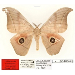 /filer/webapps/moths/media/images/W/werneri_Lobobunaea_HT_RBINSa.jpg