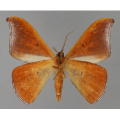 /filer/webapps/moths/media/images/H/humidaria_Hypocoela_A_ZSM_02.jpg