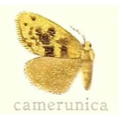 /filer/webapps/moths/media/images/K/kamerunica_Euproctis_HT_Hering_27f.jpg