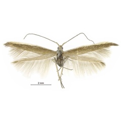 /filer/webapps/moths/media/images/N/niphocrossa_Coleophora_AM_ZMHB.jpg