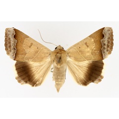 /filer/webapps/moths/media/images/T/tettensis_Ophiusa_AF_TMSA_01.jpg